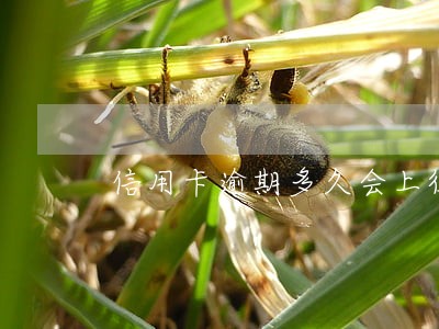 信用卡逾期多久会上征信处理