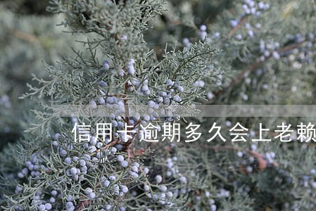 信用卡逾期多久会上老赖名单 信用卡逾期多久会上老赖名单