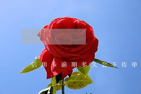 信用卡逾期多久会下传单