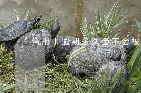 信用卡逾期多久会不会被冻结 信用卡逾期多久会不会被冻结
