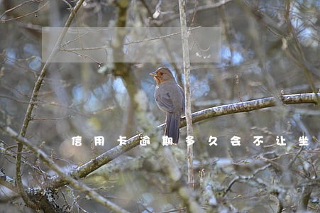 信用卡逾期多久会不让坐飞机