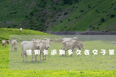 信用卡逾期多久会交于第三方 信用卡逾期多久会交于第三方