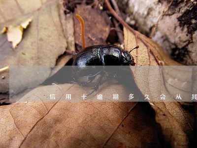 信用卡逾期多久会从其他卡 信用卡逾期多久会从其他卡