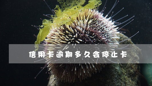 信用卡逾期多久会停止卡 信用卡逾期多久会停止卡