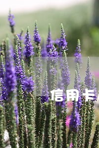 信用卡逾期多久会入黑名单 信用卡逾期多久会入黑名单
