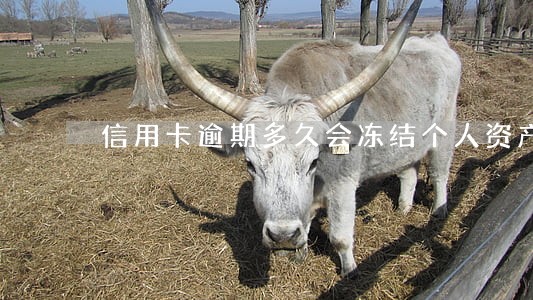 信用卡逾期多久会冻结个人资产 信用卡逾期多久会冻结个人资产