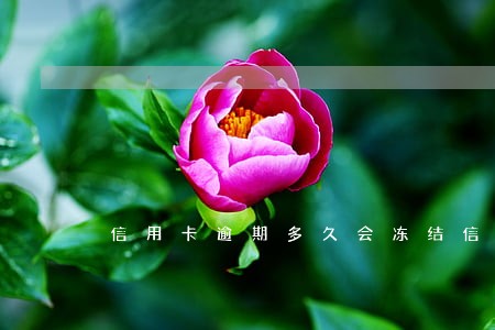 信用卡逾期多久会冻结信用卡 信用卡逾期多久会冻结信用卡