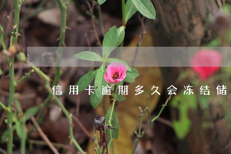 信用卡逾期多久会冻结储蓄卡吗 信用卡逾期多久会冻结储蓄卡吗