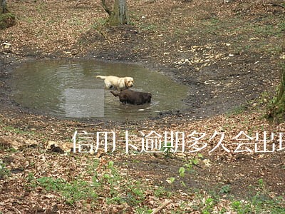 信用卡逾期多久会出现呆账 信用卡逾期多久会出现呆账