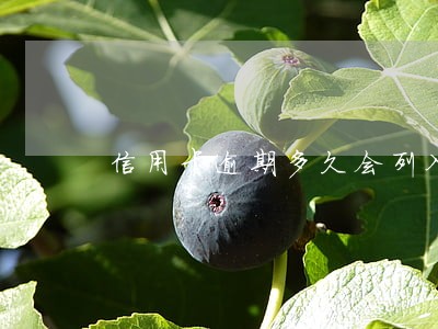信用卡逾期多久会列入呆账 信用卡逾期多久会列入呆账