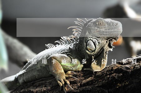 信用卡逾期多久会封卡利息还会长吗 信用卡逾期多久会封卡利息还会长吗