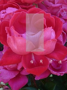 信用卡逾期多久会强制性执行 信用卡逾期多久会强制性执行