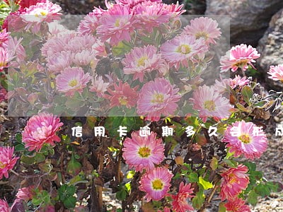 信用卡逾期多久会形成诈骗 信用卡逾期多久会形成诈骗