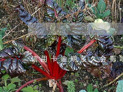 信用卡逾期多久会影响额度 信用卡逾期多久会影响额度