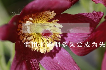 信用卡逾期多久会成为失信人员