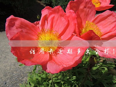 信用卡逾期多久会打110 信用卡逾期多久会打110