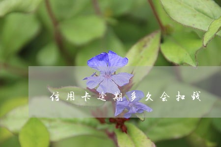 信用卡逾期多久会扣钱 信用卡逾期多久会扣钱