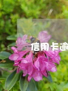 信用卡逾期多久会执行财产 信用卡逾期多久会执行财产
