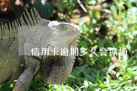 信用卡逾期多久会抓捕 信用卡逾期多久会抓捕