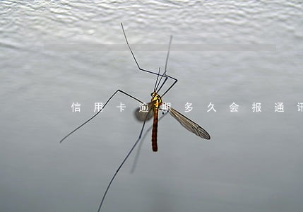 信用卡逾期多久会报通讯录