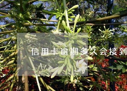 信用卡逾期多久会接到催收信息 信用卡逾期多久会接到催收信息