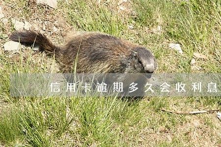 信用卡逾期多久会收利息