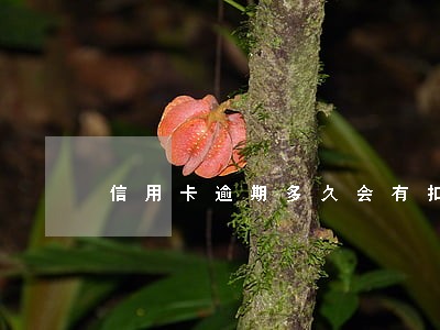 信用卡逾期多久会有扣手续费 信用卡逾期多久会有扣手续费