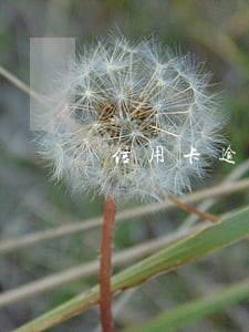 信用卡逾期多久会有污点