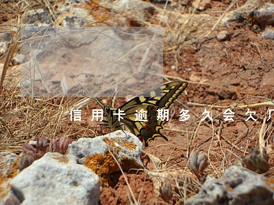 信用卡逾期多久会欠几十万 信用卡逾期多久会欠几十万