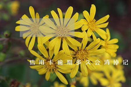 信用卡逾期多久会消掉记录 信用卡逾期多久会消掉记录