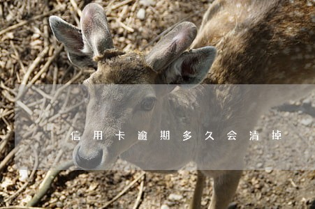 信用卡逾期多久会清掉 信用卡逾期多久会清掉