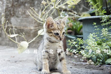信用卡逾期多久会申请财产保全 信用卡逾期多久会申请财产保全