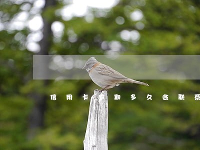 信用卡逾期多久会联系家属