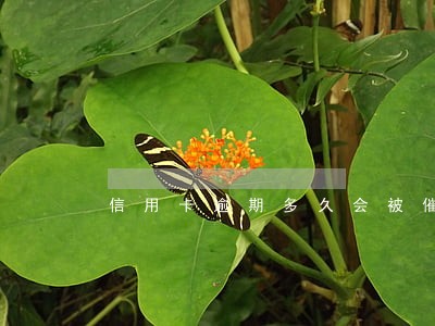 信用卡逾期多久会被催款