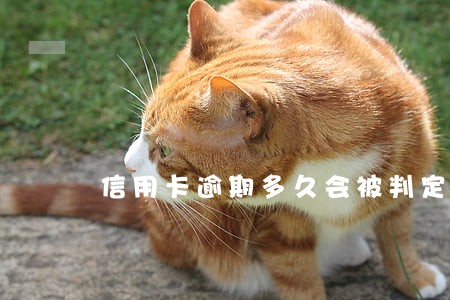 信用卡逾期多久会被判定老赖 信用卡逾期多久会被判定老赖