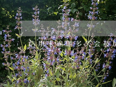 信用卡逾期多久会被加息 信用卡逾期多久会被加息