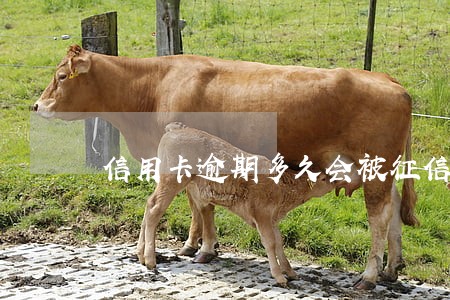 信用卡逾期多久会被征信拉黑