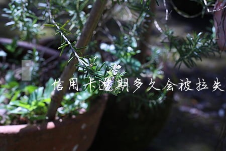 信用卡逾期多久会被拉失信黑名单 信用卡逾期多久会被拉失信黑名单