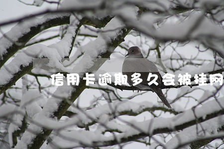 信用卡逾期多久会被挂网逃 信用卡逾期多久会被挂网逃