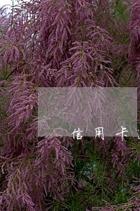 信用卡逾期多久会被曝光通讯录 信用卡逾期多久会被曝光通讯录
