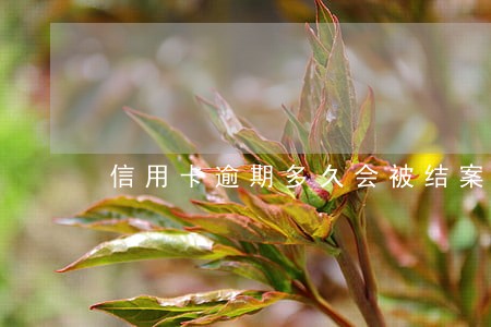 信用卡逾期多久会被结案 信用卡逾期多久会被结案