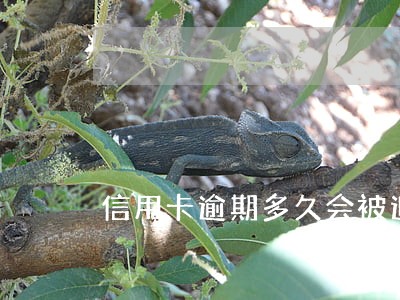 信用卡逾期多久会被追债 信用卡逾期多久会被追债