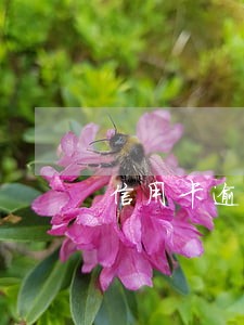 信用卡逾期多久会被追究责任 信用卡逾期多久会被追究责任