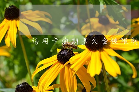 信用卡逾期多久会被限制出行 信用卡逾期多久会被限制出行