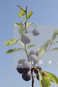 信用卡逾期多久会解封 信用卡逾期多久会解封