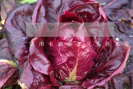 信用卡逾期多久先还本金 信用卡逾期多久先还本金
