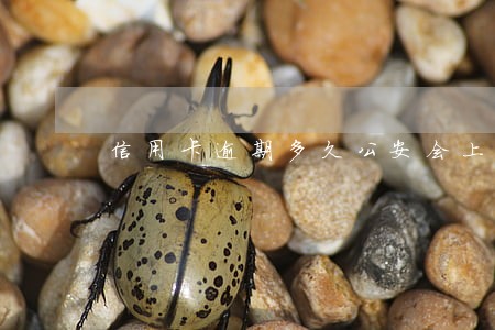 信用卡逾期多久公安会上门 信用卡逾期多久公安会上门