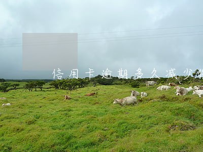 信用卡逾期多久减少催收