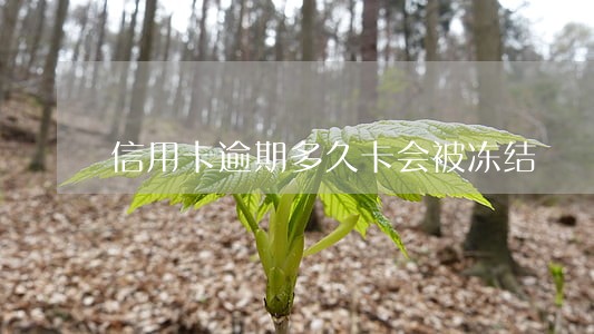 信用卡逾期多久卡会被冻结 信用卡逾期多久卡会被冻结