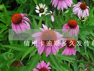 信用卡逾期多久发传单 信用卡逾期多久发传单